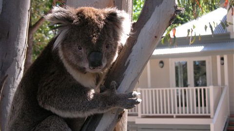 Around About Lorne Studios Or B&B - Great Ocean Road Tourism 1