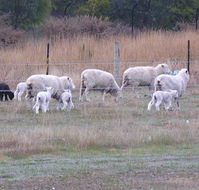 Auberge Woodend - Great Ocean Road Tourism