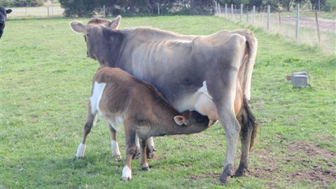 Animal Land - Great Ocean Road Tourism 0