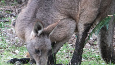 Venus Bay Eco Retreat - Great Ocean Road Tourism 7