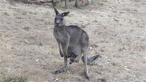 Kookaburra Ridge - Great Ocean Road Tourism 5