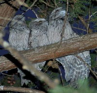 BIG4 Kelso Sands Holiday  Native Wildlife Park - Great Ocean Road Tourism