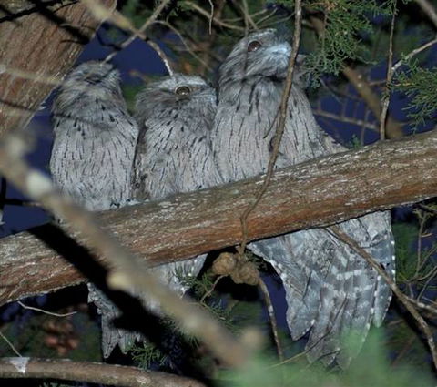 BIG4 Kelso Sands Holiday & Native Wildlife Park - Great Ocean Road Tourism 0