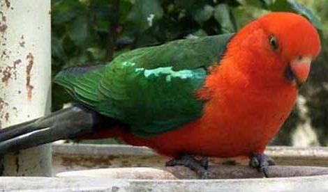 Bushlands Tourist Park - Great Ocean Road Tourism 4