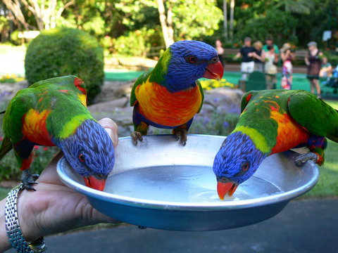 Currumbin Sands Beachfront Apartments - Great Ocean Road Tourism 1