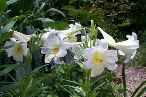 Rainforest Retreat Murray Bridge - Great Ocean Road Tourism 3