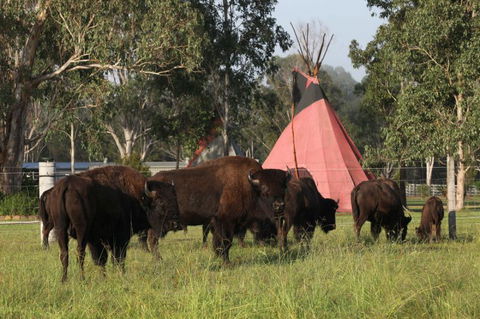 Aranyani Bison Adventure Tourist Park - Great Ocean Road Tourism 6