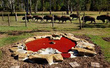 Aranyani Bison Adventure Tourist Park - Great Ocean Road Tourism 5