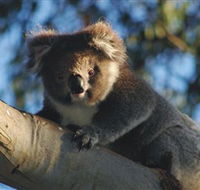 Bimbi Park Camping Under Koalas - Great Ocean Road Tourism