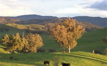 Widgee Murra - Great Ocean Road Tourism 7