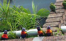Aquajet Motel - Coffs Harbour - Great Ocean Road Tourism 4