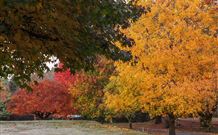 Laurel Hill Forest Lodge - Tumbarumba - Great Ocean Road Tourism 2