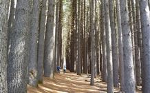 Laurel Hill Forest Lodge - Tumbarumba - Great Ocean Road Tourism 4
