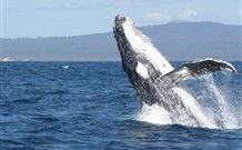 South Seas Motel - Merimbula - Great Ocean Road Tourism 3