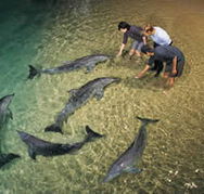 Tangalooma Wild Dolphin Resort - Great Ocean Road Tourism
