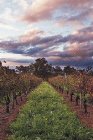 Lamonts Winery Restaurant  Gallery - Great Ocean Road Tourism