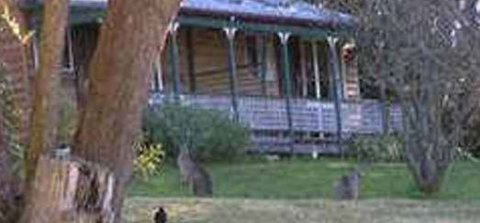 Cedar Lodge Cabins - Great Ocean Road Tourism 3