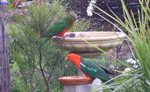 Valley View Motel Murrurundi - Murrurundi - Great Ocean Road Tourism 4