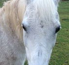 Eaglewood B and B and Farmstay - Great Ocean Road Tourism