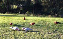 Eaglewood B And B And Farmstay - Great Ocean Road Tourism 3
