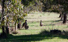Amazing Country Escapes - Lakeview Luxury Cabins - Great Ocean Road Tourism 2