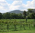 Jessica's Guest House and Vineyard - Great Ocean Road Tourism