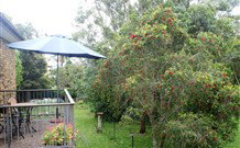 Peaceful Palms Bed And Breakfast - - Great Ocean Road Tourism 6