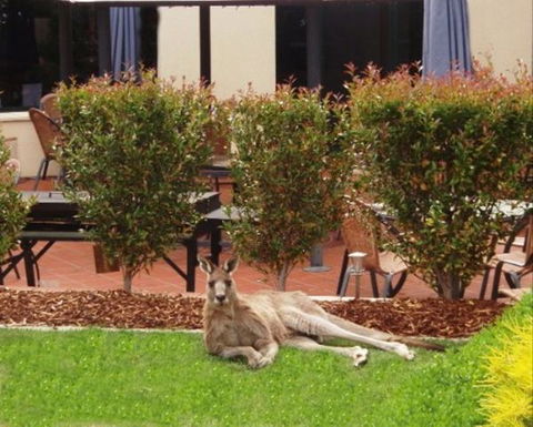 Alpha Canberra Hotel And Apartments - Great Ocean Road Tourism 1
