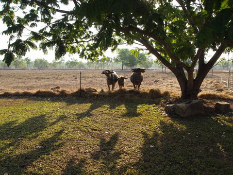 Berry Creek Bush Retreat - Great Ocean Road Tourism 2