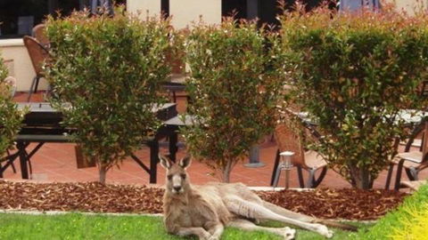 Alpha Canberra Hotel And Apartments - Great Ocean Road Tourism 0