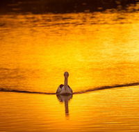 River Shack Rentals - Living the Dream - Great Ocean Road Tourism