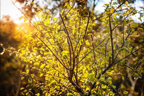 Fifth Ave Katoomba Retreat - Great Ocean Road Tourism 4