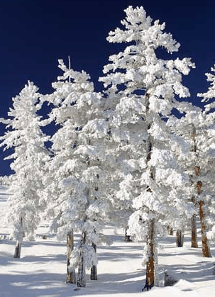 Mt Buller Apartment Management Services - Great Ocean Road Tourism 0