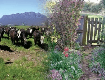 Carinya Farm Holiday Retreat - Great Ocean Road Tourism 3