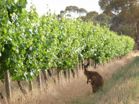 Angas Plains Wines Suites - Great Ocean Road Tourism 6