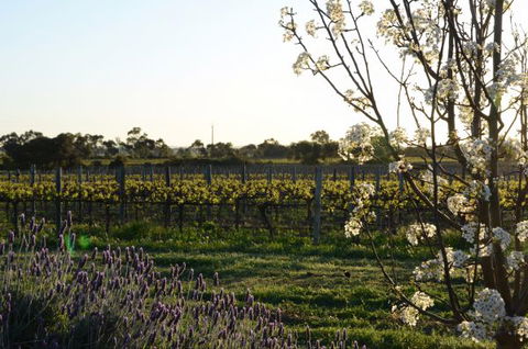 Angas Plains Wines Suites - Great Ocean Road Tourism 7