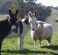 Avaleigh Elms Farmstay - Great Ocean Road Tourism