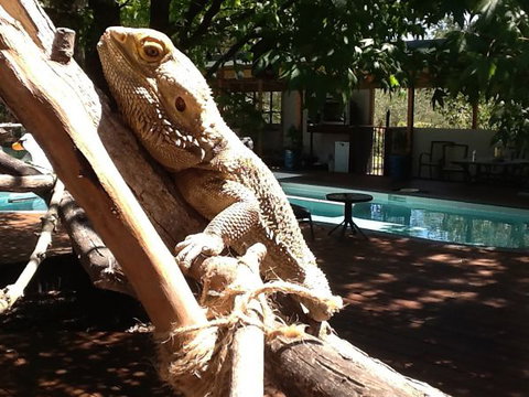 Beechworth Wildlife Stays - Great Ocean Road Tourism 7