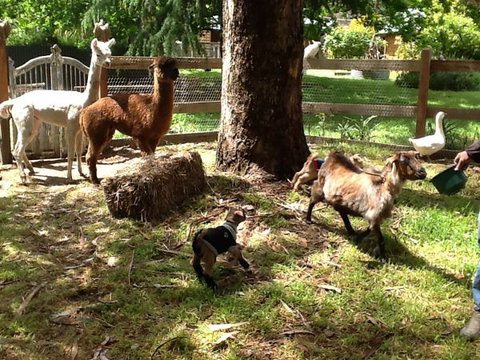 Beechworth Wildlife Stays - Great Ocean Road Tourism 8