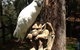 Beechworth Wildlife Stays - thumb 9