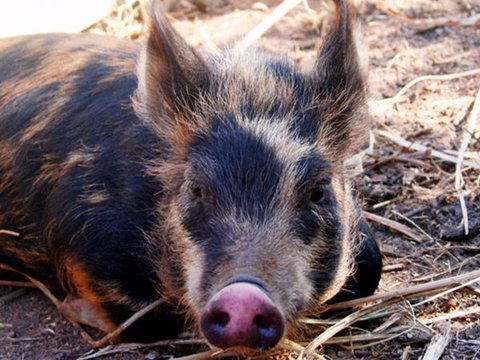 Jamberoo Valley Farm - Great Ocean Road Tourism 2