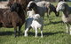 Jamberoo Valley Farm - thumb 4