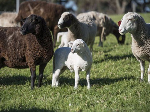 Jamberoo Valley Farm - Great Ocean Road Tourism 4