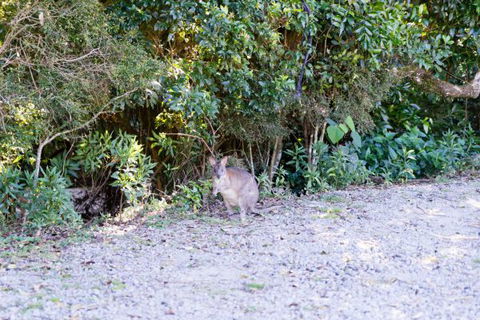 Lamington National Park Camping Ground - Great Ocean Road Tourism 1