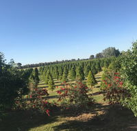 Rutherglen Christmas Trees Farm Stay - Great Ocean Road Tourism