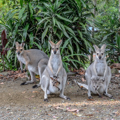 Maleny Country Cottages - Great Ocean Road Tourism 9