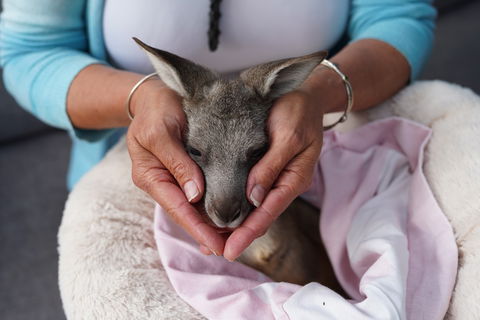 Tiandi Wildlife Sanctuary Farm Stay - Jambalaya Cottage - Great Ocean Road Tourism 7