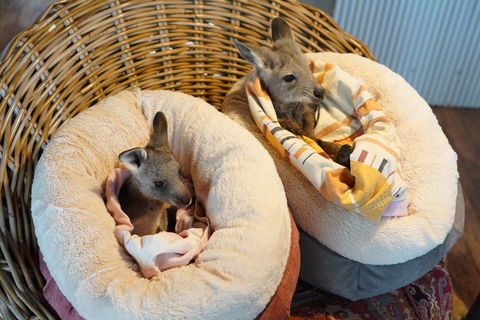 Tiandi Wildlife Sanctuary Farm Stay - Jambalaya Cottage - Great Ocean Road Tourism 9