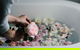Acre Of Roses - thumb 5