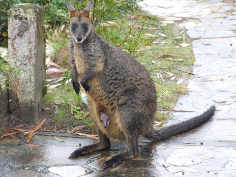 Aquila Eco Lodges - Great Ocean Road Tourism 4